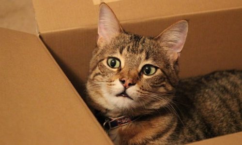 kissa-pahvilaatikossa